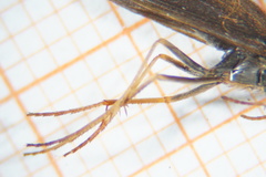 Sericostoma