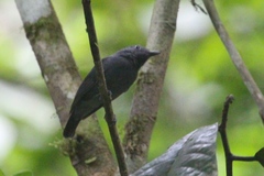 Thamnomanes ardesiacus