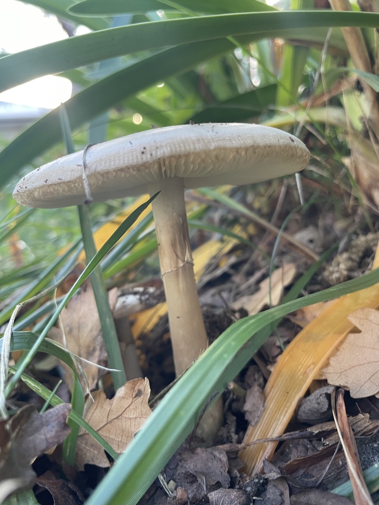 Amanita phalloides · April 2025 · photo: © rosawoodsii (iNaturalist, cc-by)
