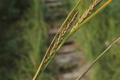 Carex recta