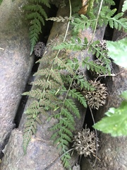 Cystopteris tennesseensis