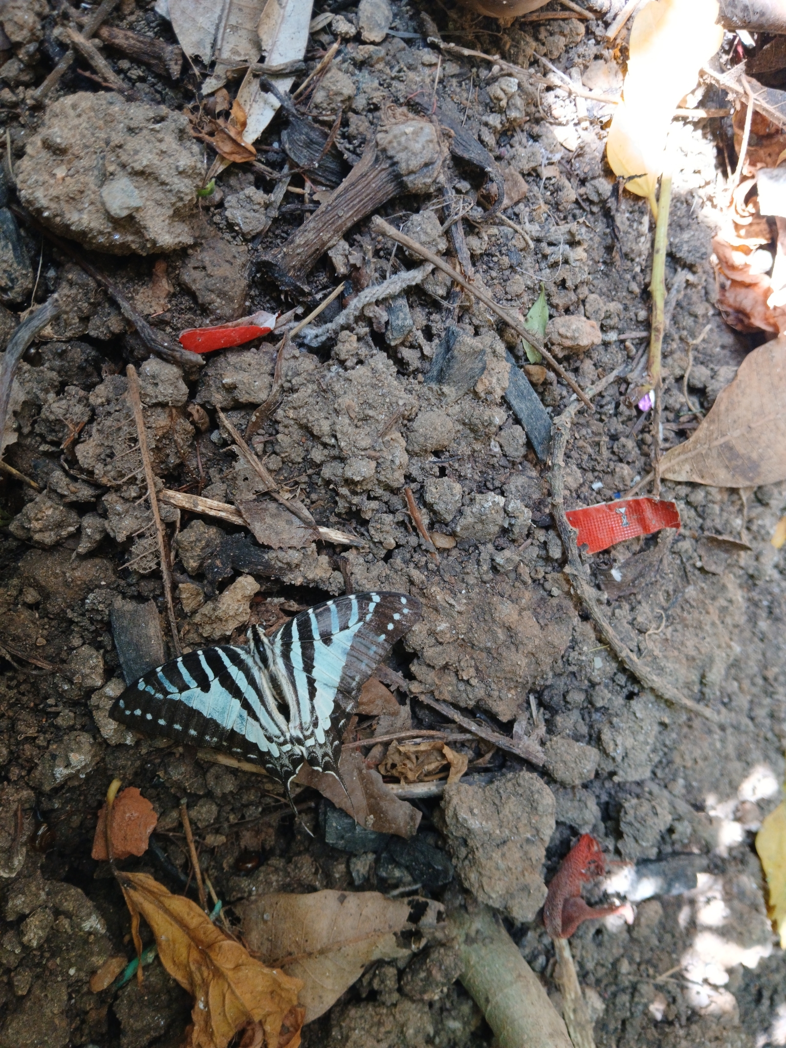 Spot Swordtail