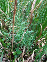 Epilobium palustre