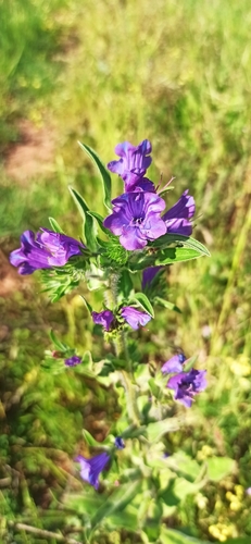 Purple viper's-bugloss