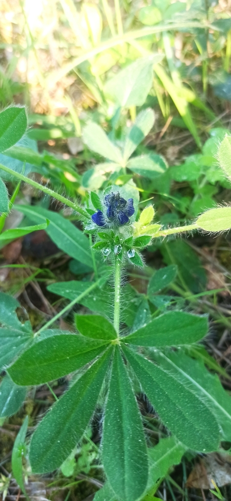 Small-flowered Lupine