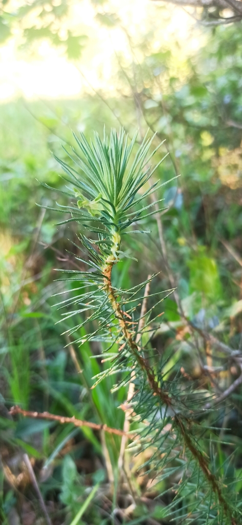 Cypress spurge