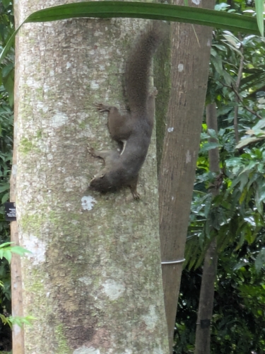 Plantain Squirrel