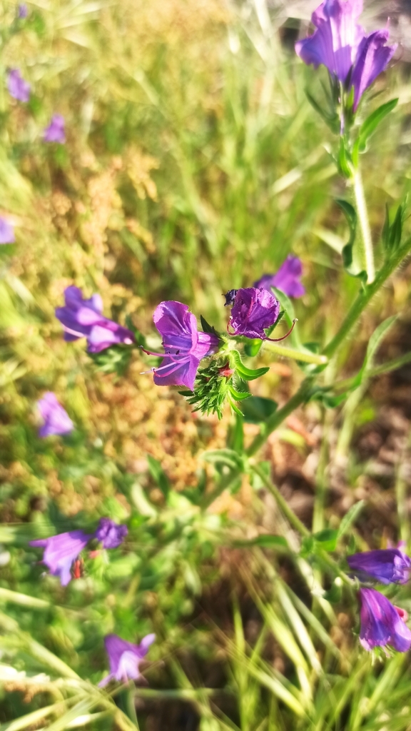 Purple viper's-bugloss
