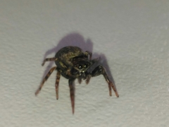 Coryphasia nigriventris