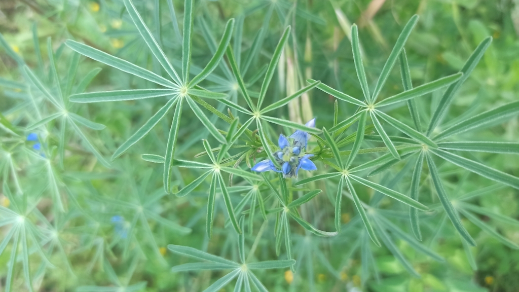 Narrow-leaved Lupine