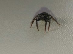 Coryphasia nigriventris