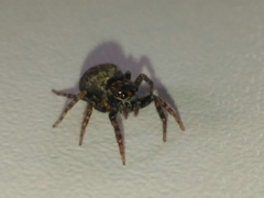 Coryphasia nigriventris