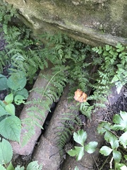 Cystopteris tennesseensis