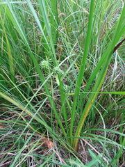 Carex viridula
