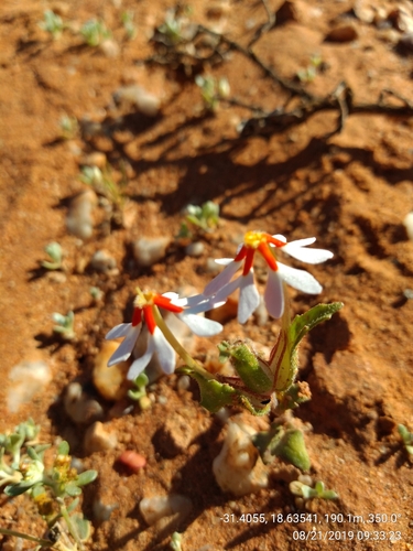 Image of Zaluzianskya pumila by (c) Seth Musker, some rights reserved (CC BY)