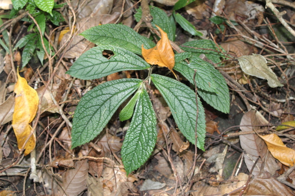 Elatostema lagunense
