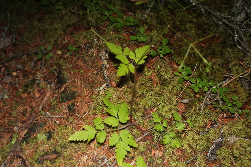 Image of Osmorhiza depauperata by (c) Quinten Wiegersma, some rights reserved (CC BY)