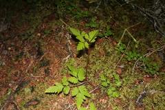 Osmorhiza depauperata