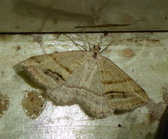 Chiasmia furcata