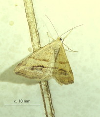 Chiasmia furcata