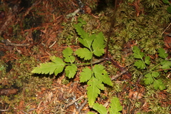 Osmorhiza depauperata