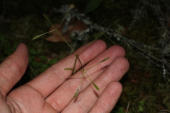 Osmorhiza depauperata
