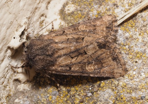 Flounced Rustic