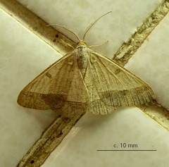 Isturgia deerraria