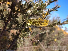 Julodis