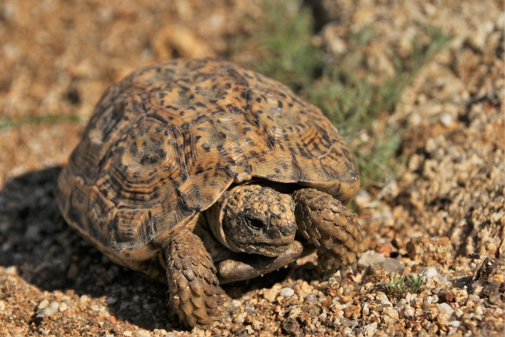 Speckled Tortoise in August 2019 by frankgaude · iNaturalist