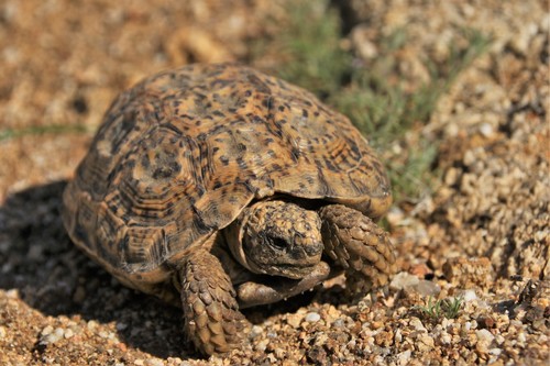 Chersobius signatus