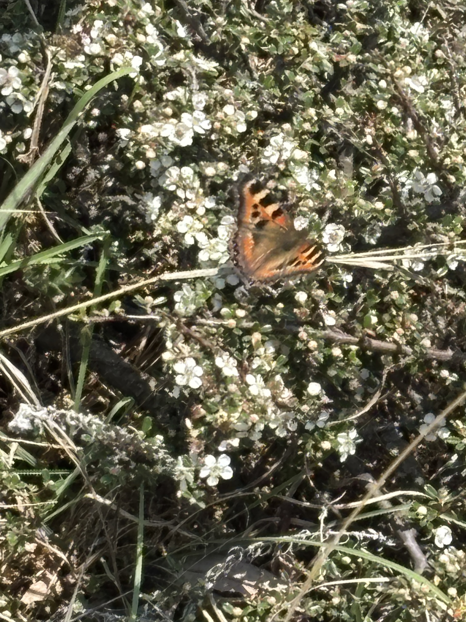 Indian Tortoiseshell