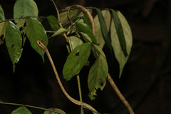 Aplopeltura boa