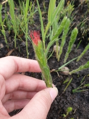 Acalypha depressinerva