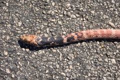 Masticophis flagellum piceus