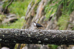 Cinclus cinclus aquaticus