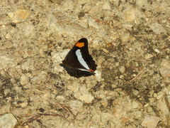 Adelpha iphicleola iphicleola