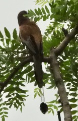 Dendrocitta vagabunda