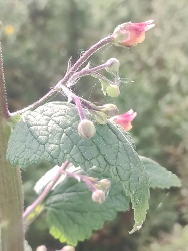 Image of Scrophularia scorodonia by (c) Jose Castro, some rights reserved (CC BY)