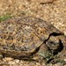 Speckled Tortoise - Photo (c) Frank Gaude, some rights reserved (CC BY-NC), uploaded by Frank Gaude