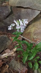 Penstemon arkansanus