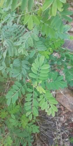 Indigofera arrecta observed 2025-04-27