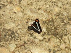 Adelpha iphicleola iphicleola