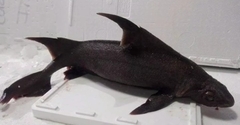 Sailfin Roughshark photo 1