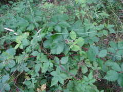 Rubus kuleszae