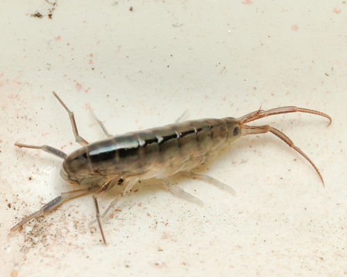 Garbini's Lake Hopper, photo 5 of 7