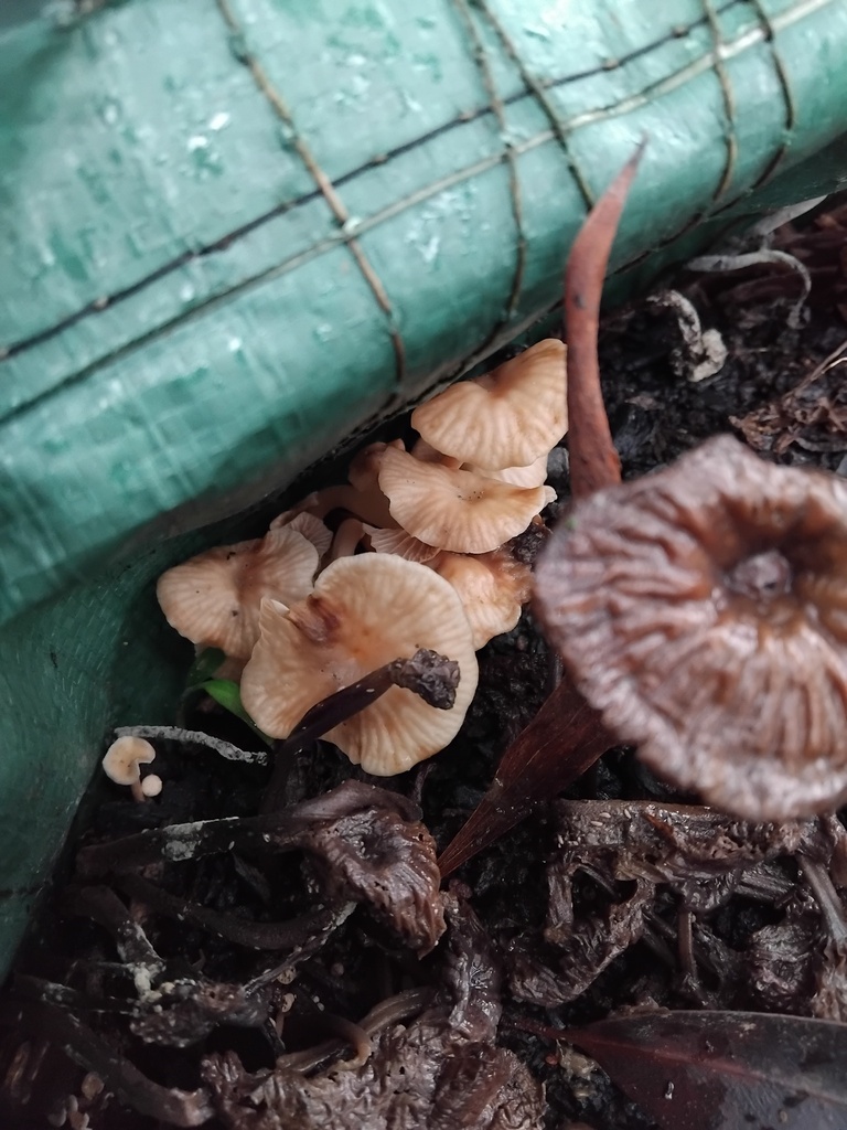 Collybia kurara · April 2025 · photo: © sofiazed1 (iNaturalist, cc-by)