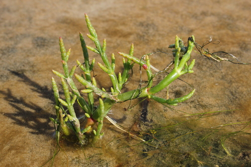 Image of Salicornia maritima by (c) Quinten Wiegersma, some rights reserved (CC BY)