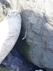 Microlophus occipitalis