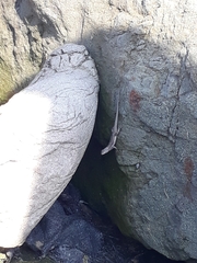 Microlophus occipitalis